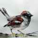 Vogel